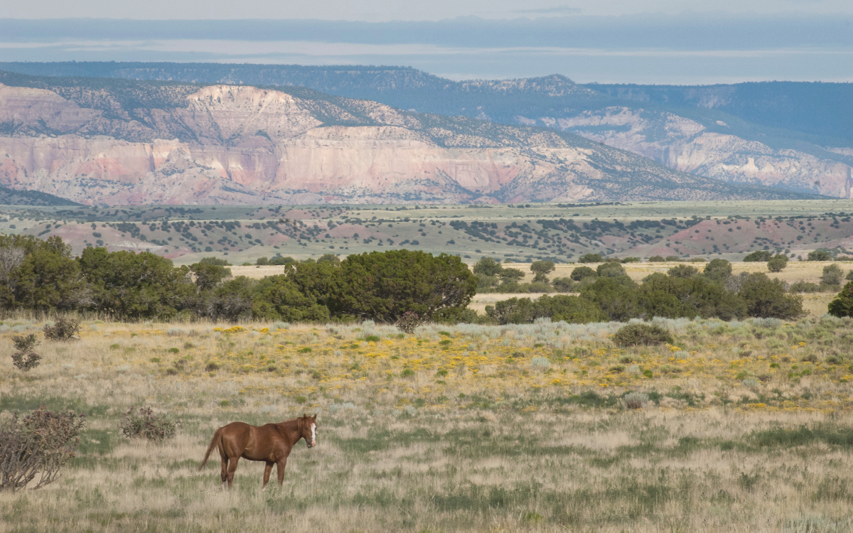 Buying a Ranch Property in Southern New Mexico: Buyer Guide